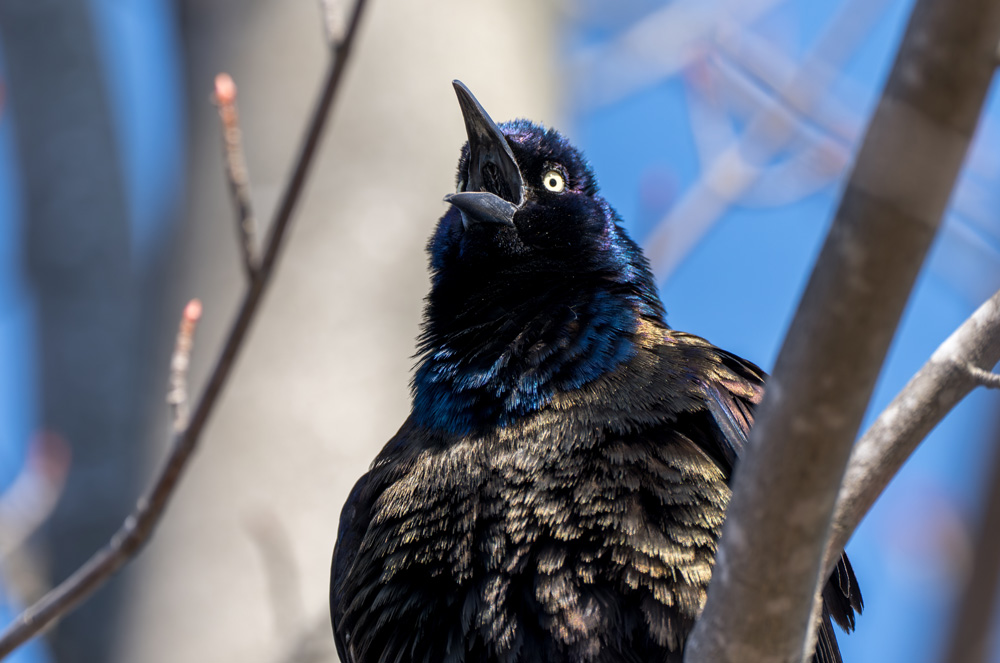 grackles-pest-1