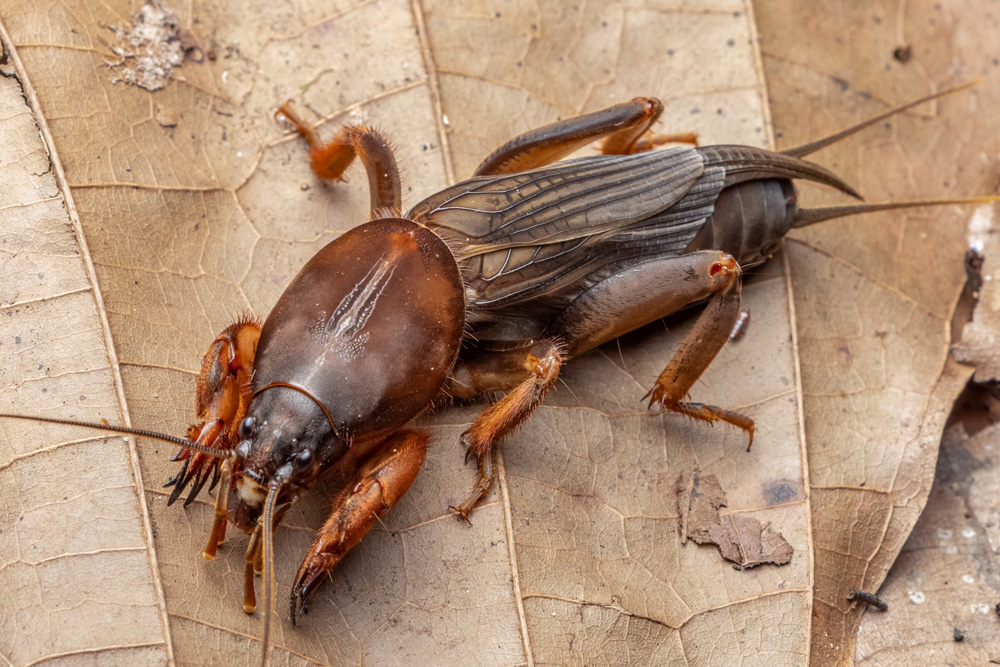 mole-crickets-1