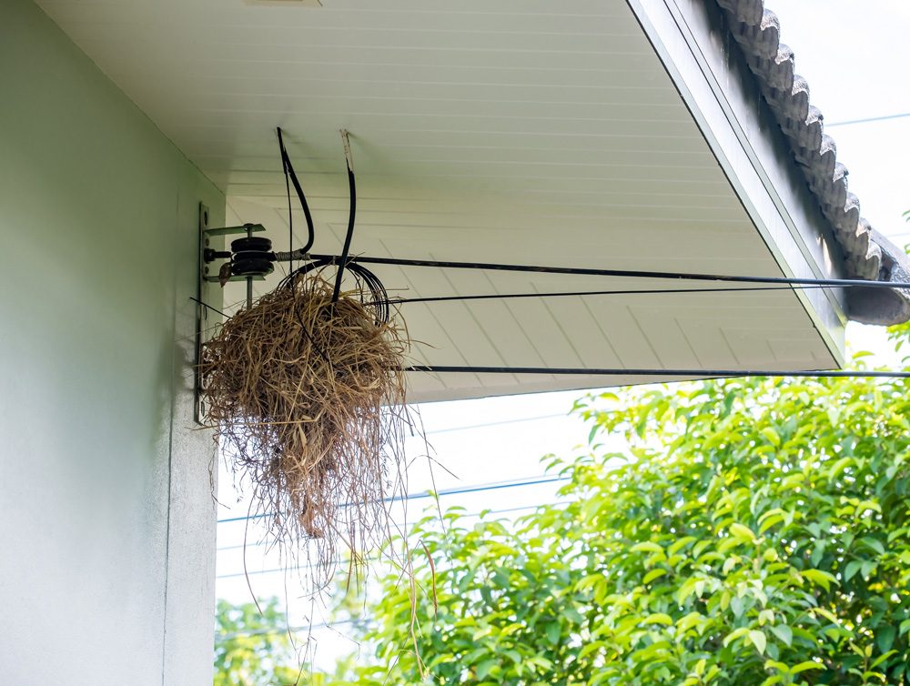 nesting-pest-1