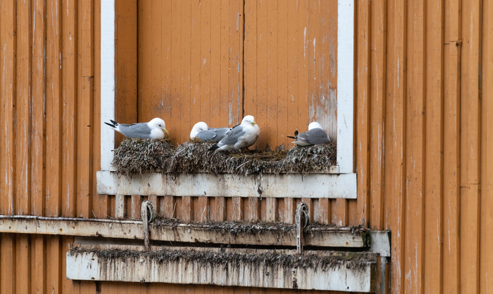 roost-bird-1