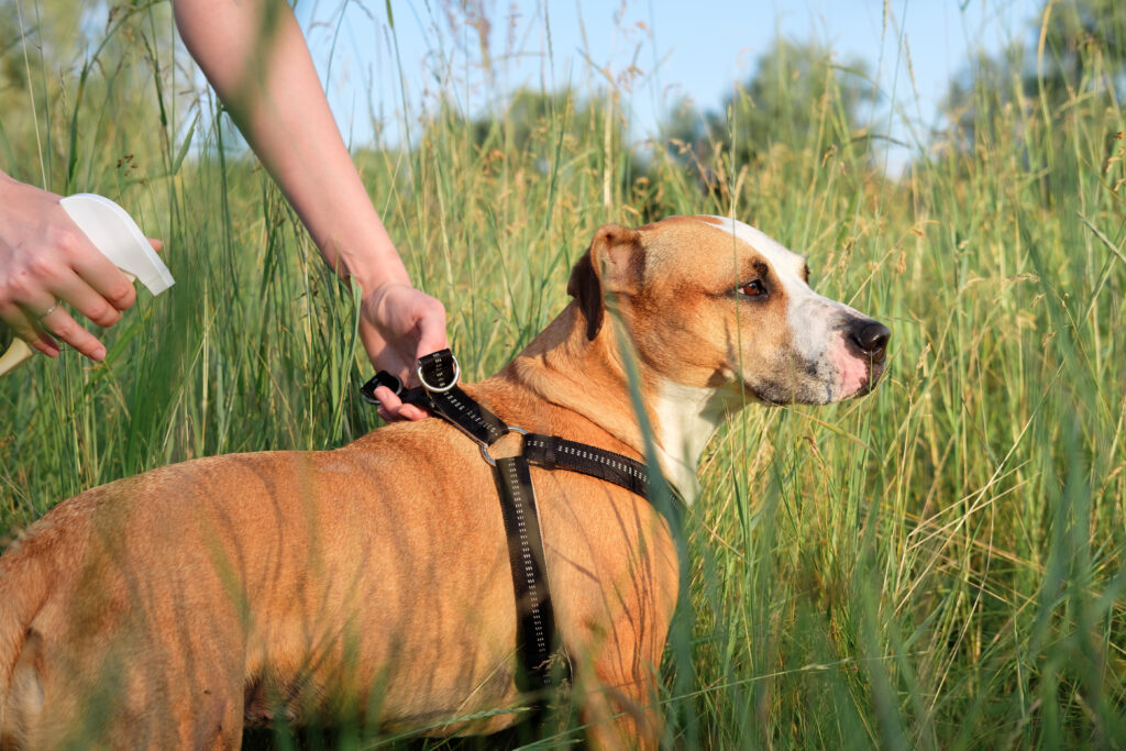 Anti,Mosquitoe,And,Anti-insect,For,Active,Dog,Outdoors.,Person,Uses