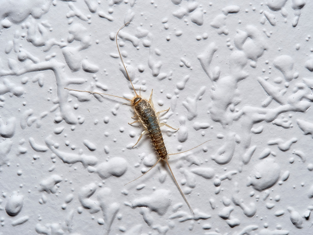 silverfish-season-2