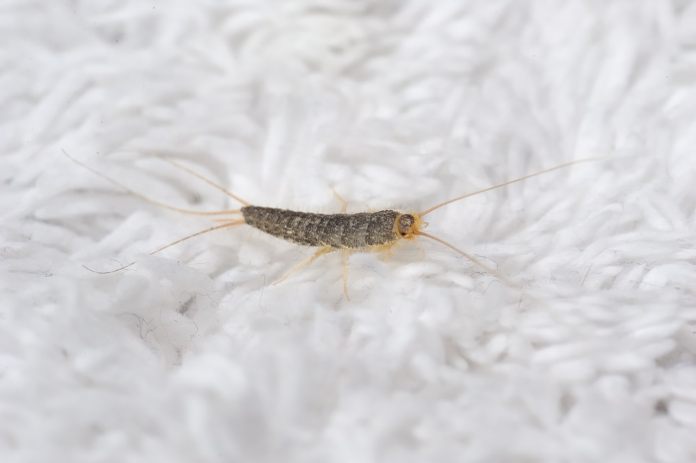 silverfish-season-3