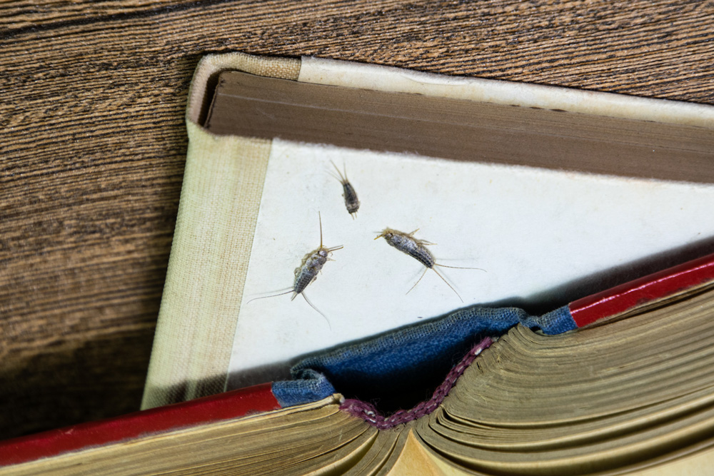 silverfish-season-4