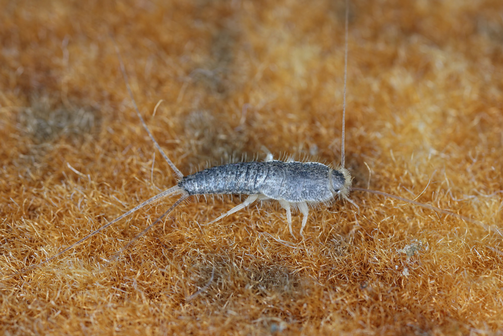 silverfish-season