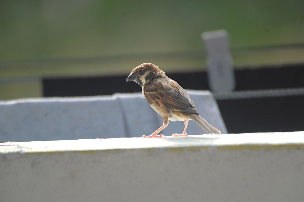 sparrow-1