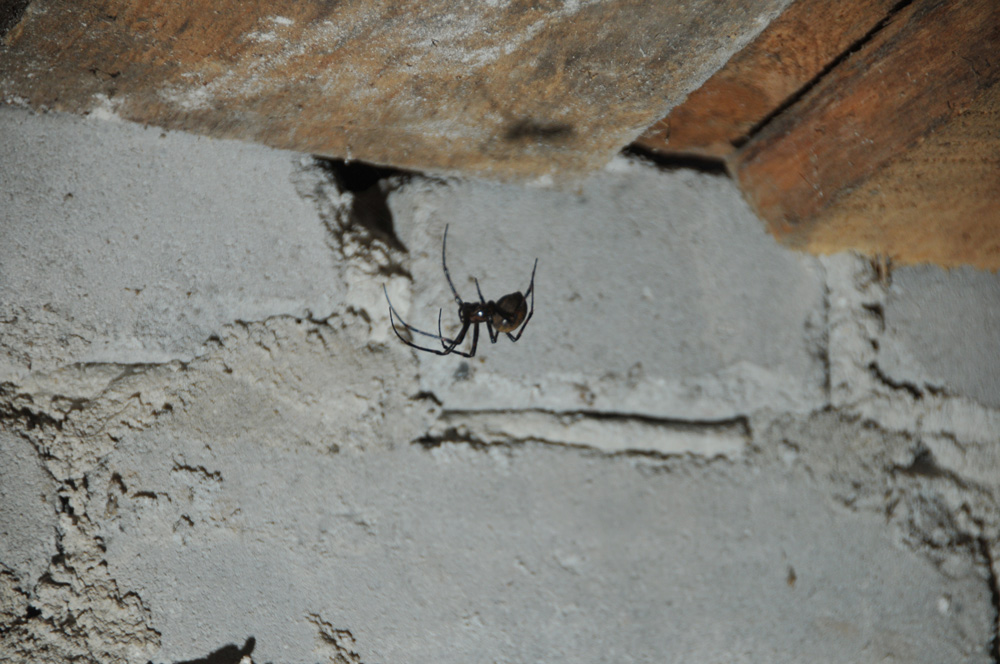 spiders-in-basement-1