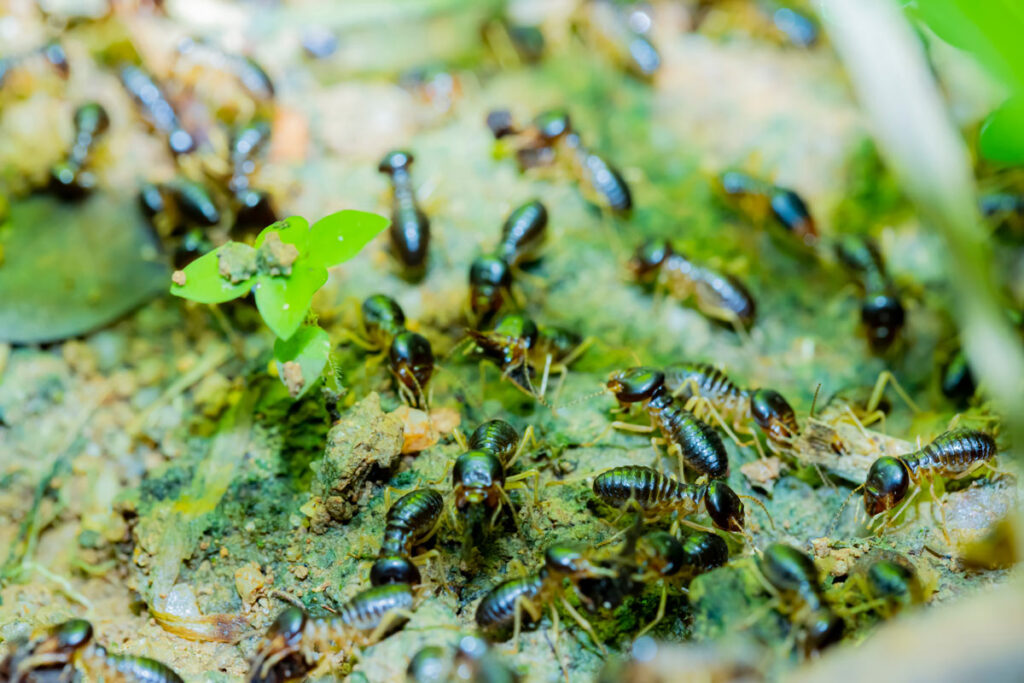 termite-4