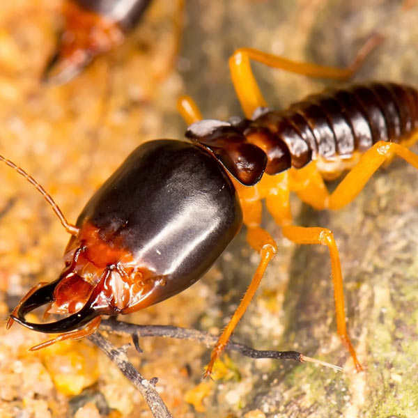 termites-12