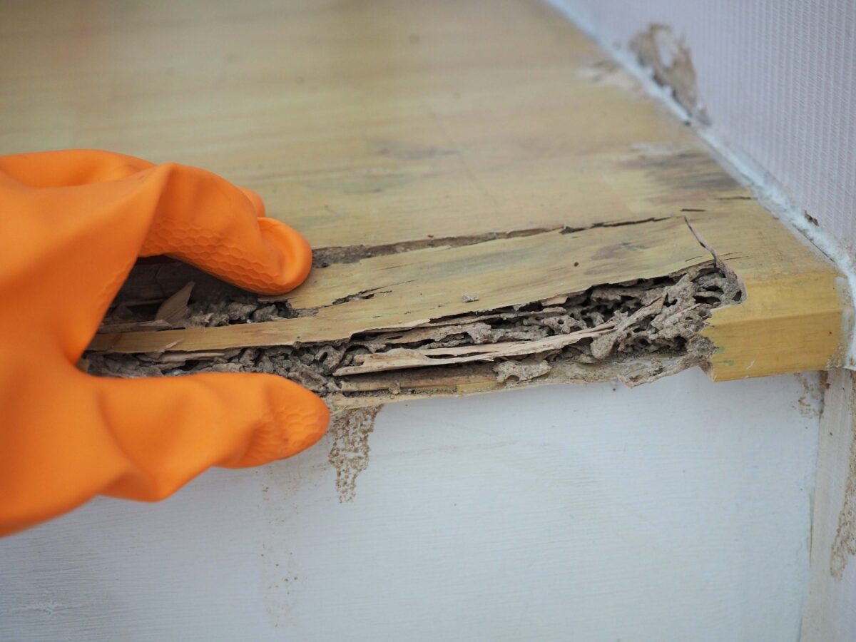 Termite damage in wood