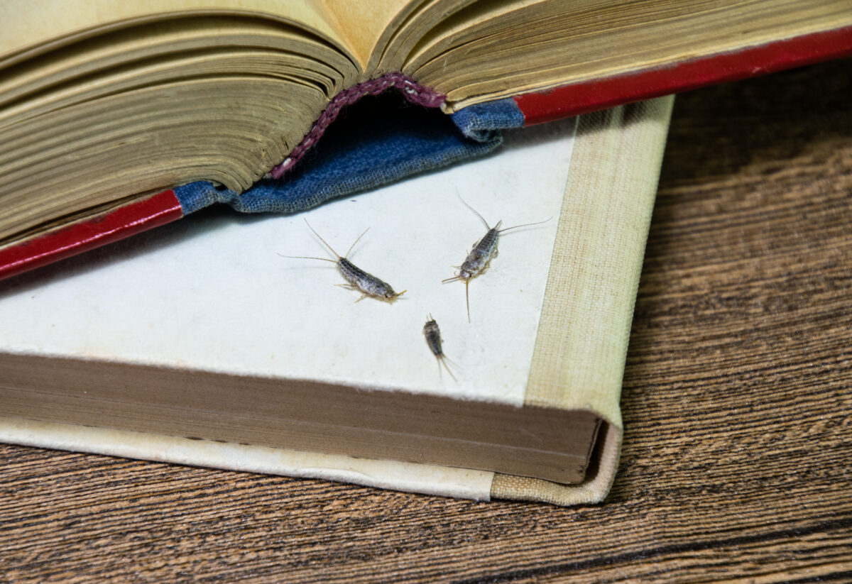 silverfish pest activity in the spring