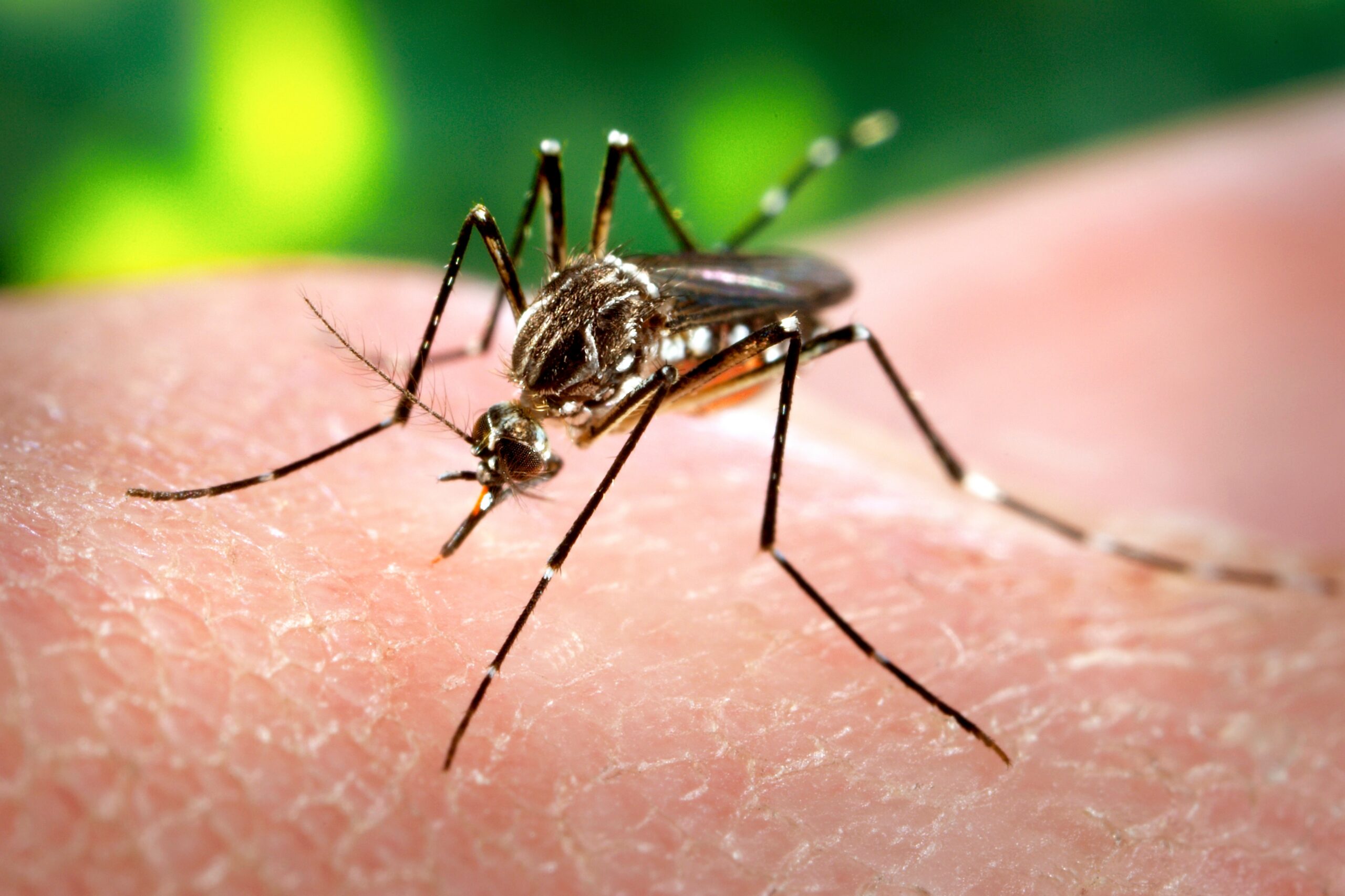 A,Female,,Aedes,Aegypti,Mosquito,Obtaining,A,Blood,Meal,From