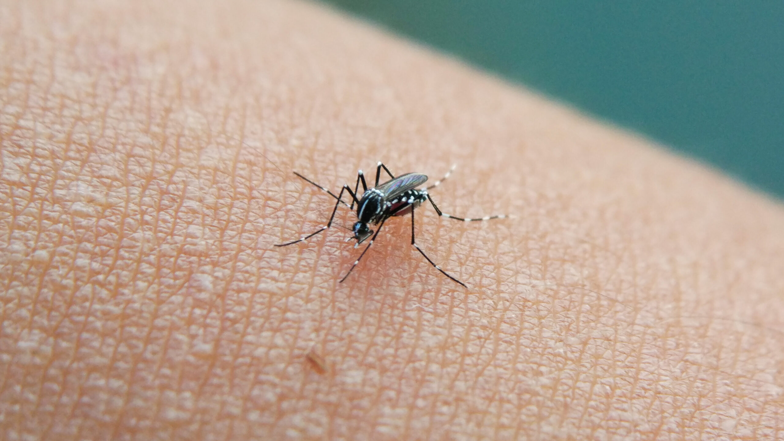 Aedes,Aegypti,Mosquito,On,Human,Skin.