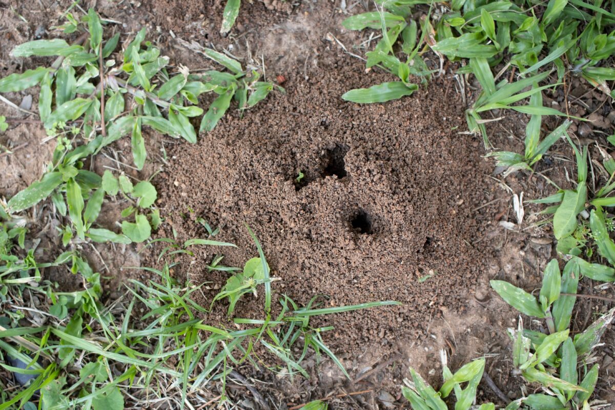 fire ant hill at house